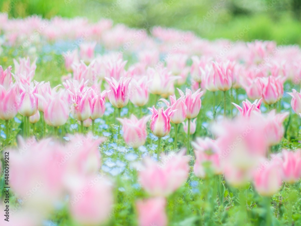 Obraz premium 春の公園や花壇を彩るチューリップのある風景。自然風景素材。フィルム写真のような柔らかい雰囲気。