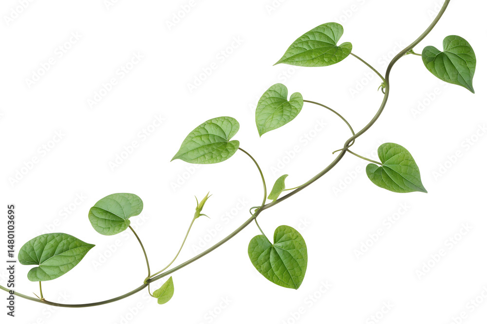 Fototapeta premium Lush Green Climbing Vine Featuring Heart Shaped Leaves