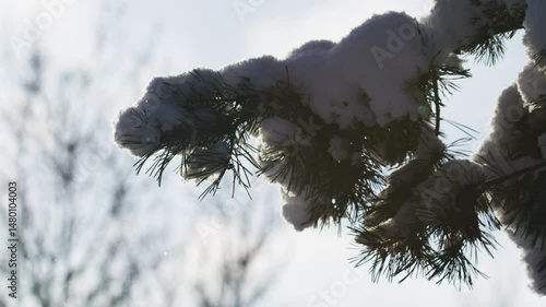 Snow falling from pine brunch 120 fps