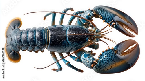 Vibrant Lobster with Claws Displayed on White Background