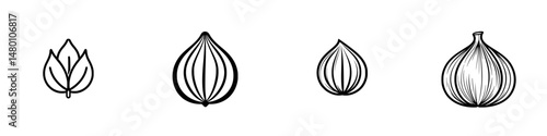 Vector illustration icons of four different stages of onion growth highlighting botanical characteristics in a minimalist style