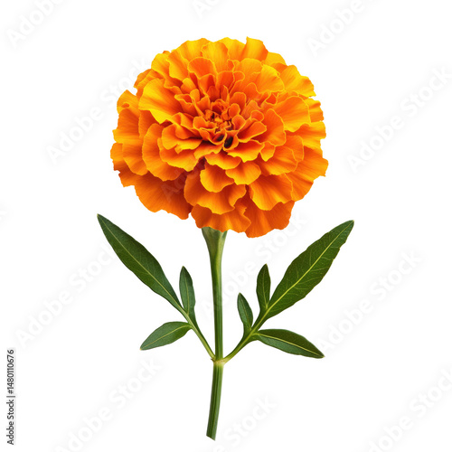 Bright Orange Marigold Flower With Its Stem And Smal isolated on a transparent background. High quality PNG, commercial use.