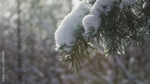 Snow falling from pine brunch 120 fps