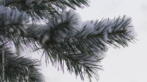 Snow falling from pine brunch 120 fps