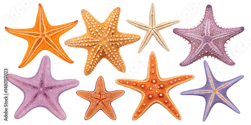 Various starfish isolated on transparent background
