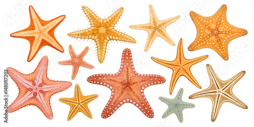 Various starfish isolated on transparent background