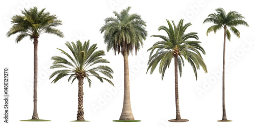 Various palm trees isolated on transparent background