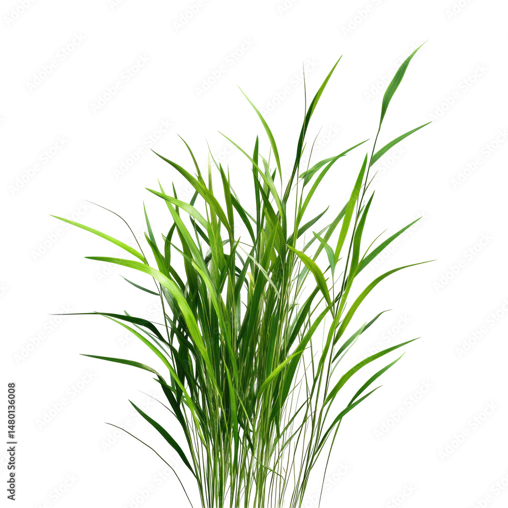 Obraz premium Tall Fescue Grass For Cattle Grazing Coarse Green Blad isolated on a transparent background. High quality PNG, commercial use.