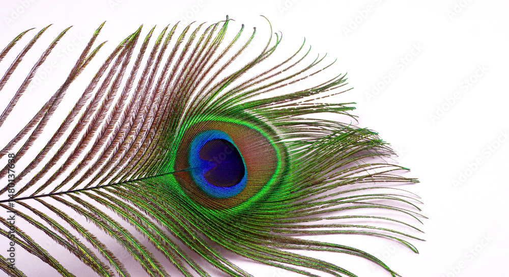Fototapeta premium Peacock feather isolated on a white background with copy space.