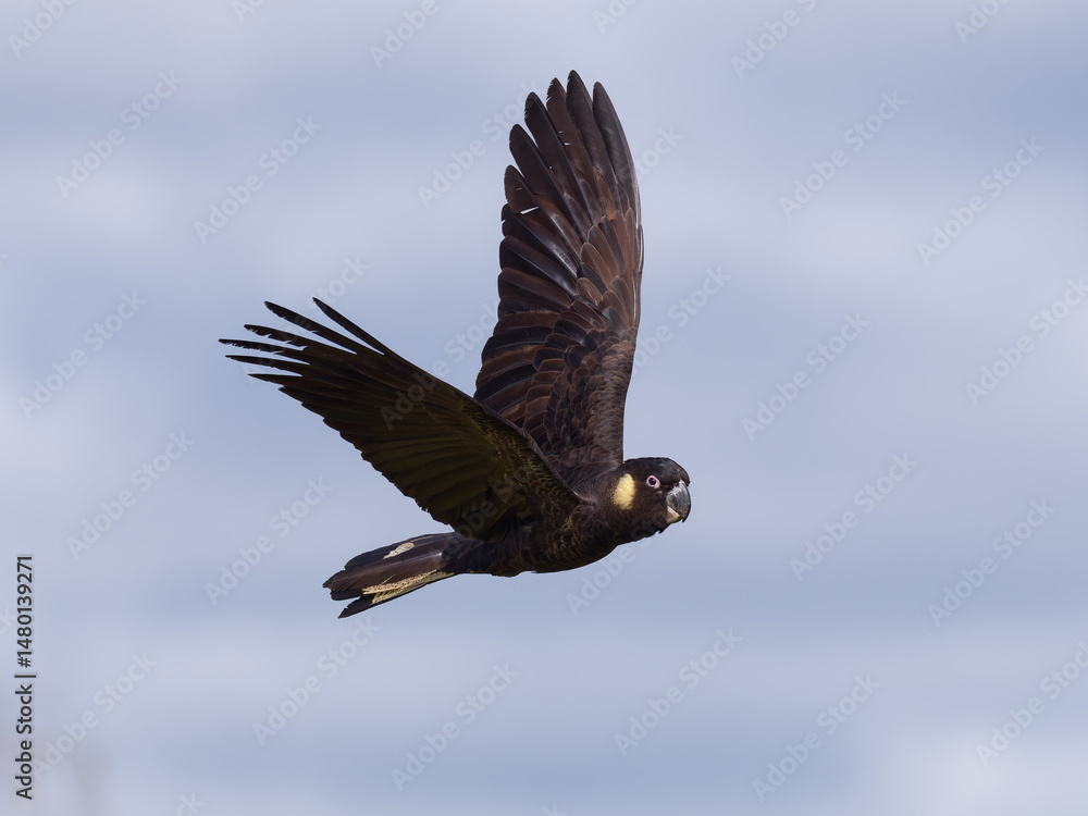 Obraz premium Yellow-tailed Black Cockatoo (Zanda funerea) in flight with clouds and overcast sky background