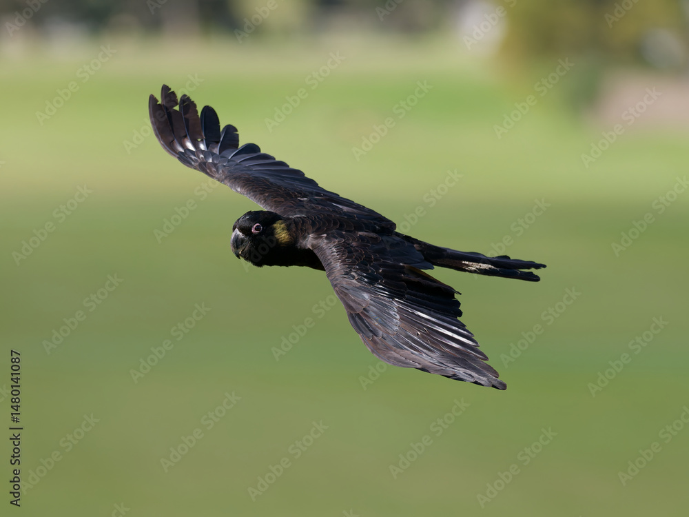 Obraz premium Yellow-tailed Black Cockatoo (Zanda funerea) in flight with green bokeh background