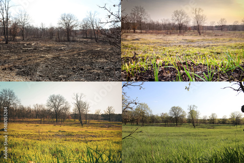 before and after. regrowth over 2 months after a controlled burn. ecological restoration, land clearing or wildfire fuel management design element (post, 4, 6, and 8 weeks)