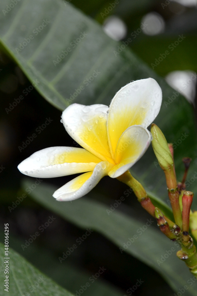 Fototapeta premium Plumeria also known as frangipani. A frangipani tree in bloom.