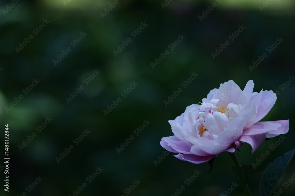 Obraz premium 和風美人の立ち姿