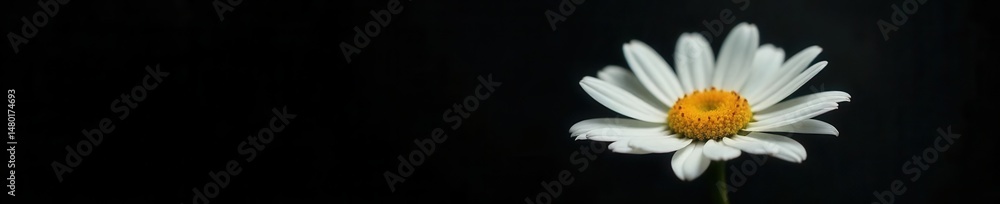 Fototapeta premium Delicate white daisy, dramatic black backdrop, macro, pure