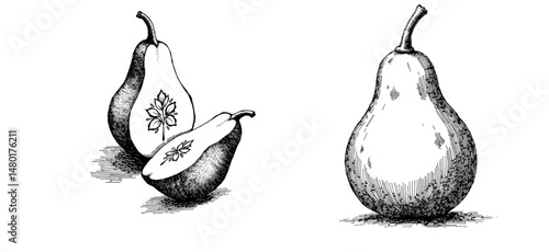 Vintage black ink sketch of fruits and vegetables, close-up view of sponge gourd and sliced sponge gourd showing texture