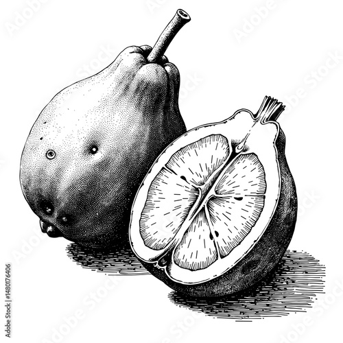 Vintage black ink sketch of cherimoya cut open with creamy pulp close-up  