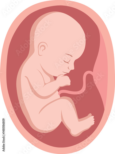Fetal growth. Development of the fetus in the mother's womb until the birth of a newborn baby. Vector flat icon
