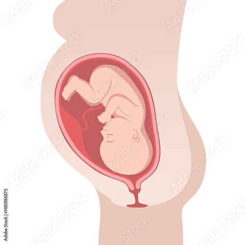 Fetus in Uterus during pregnancy. Pregnancy women anatomy. Fetus with umbilical cord and placenta. Colored medical vector illustration.