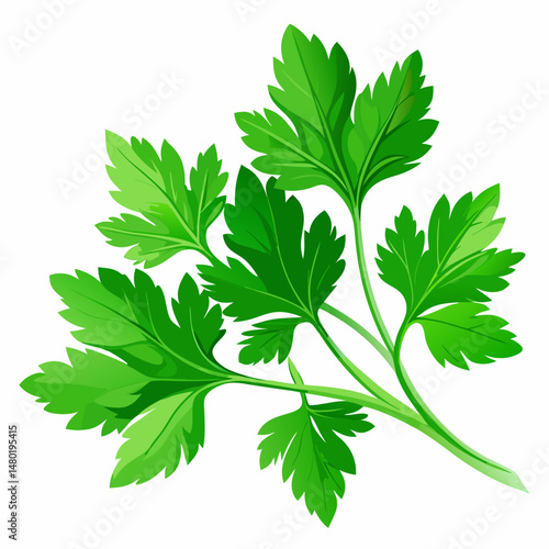 Fresh Green Parsley Sprig Isolated on White Background