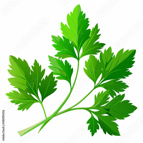 Fresh Green Parsley Sprig Isolated on White Background