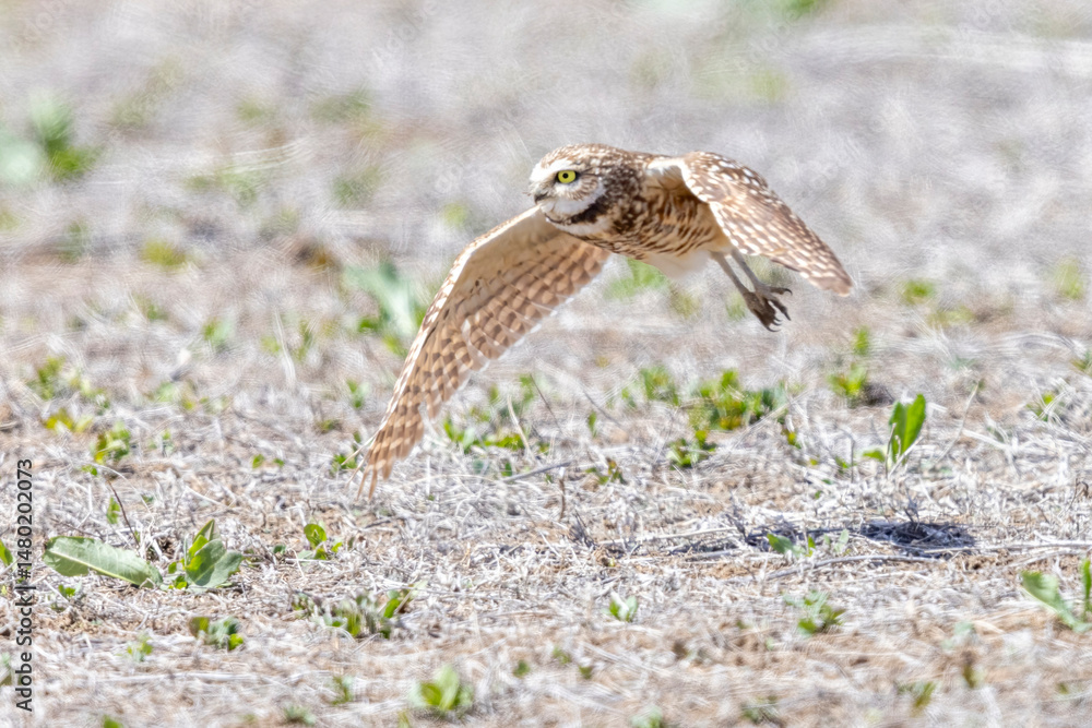 Fototapeta premium Wild burrowing owls at a wildlife refuge in Colorado.