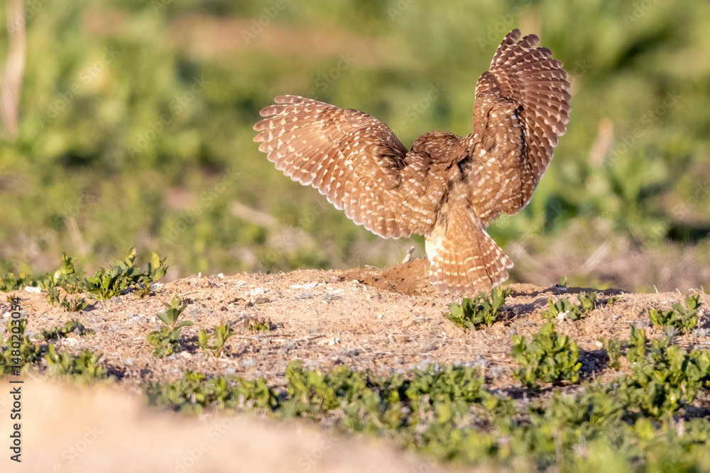 Fototapeta premium Wild burrowing owls at a wildlife refuge in Colorado.