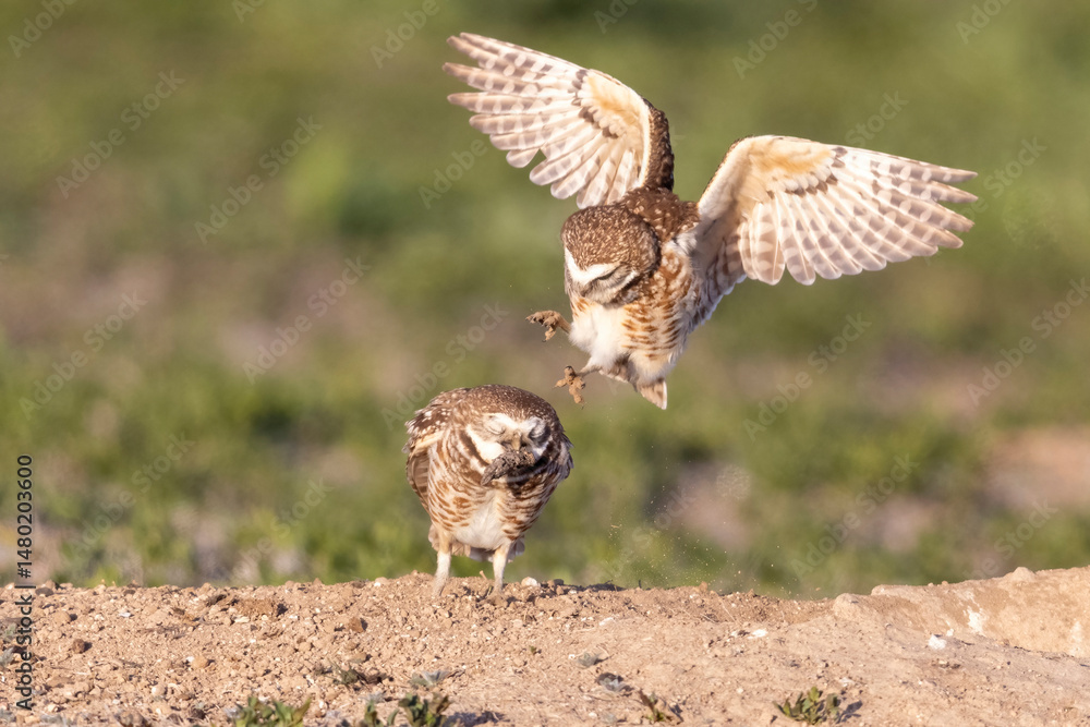 Fototapeta premium Wild burrowing owls at a wildlife refuge in Colorado.