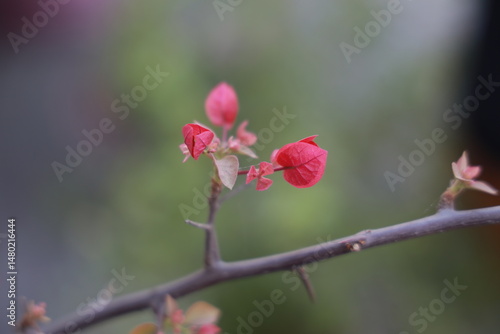 pink magnolia flower