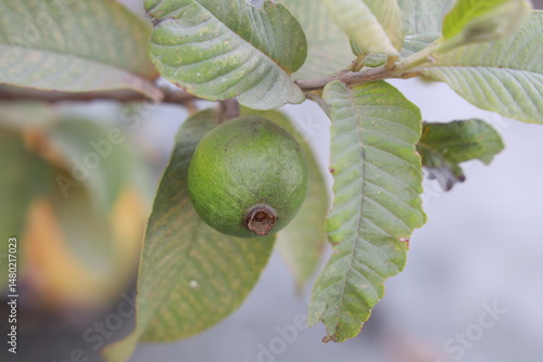 green tree