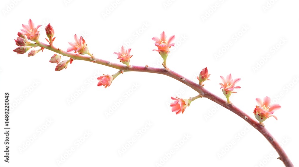 Delicate Pink Flowers on a Branch Isolated on White Background Delicate Pink Flowers on a Branch Isolated on White Background