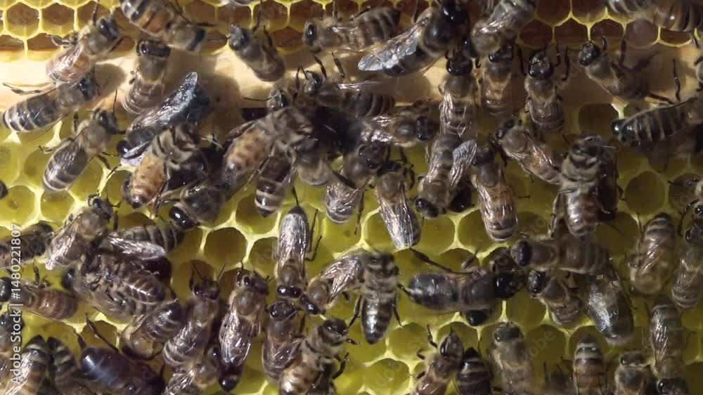 Extreme close-up of honeybees actively moving across honeycomb cells inside a hive, highlighting pollination and hive behavior.
