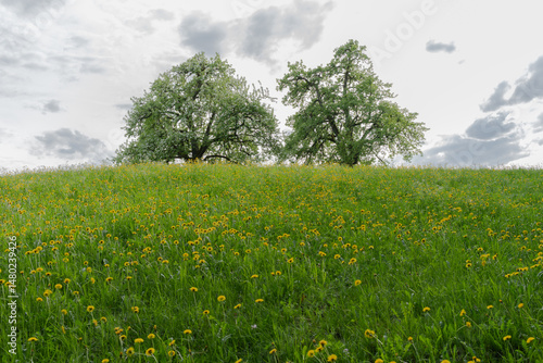 A picturesque field full of dandelion blossoms, surrounded by two large trees and a gentle, cloudy sky.