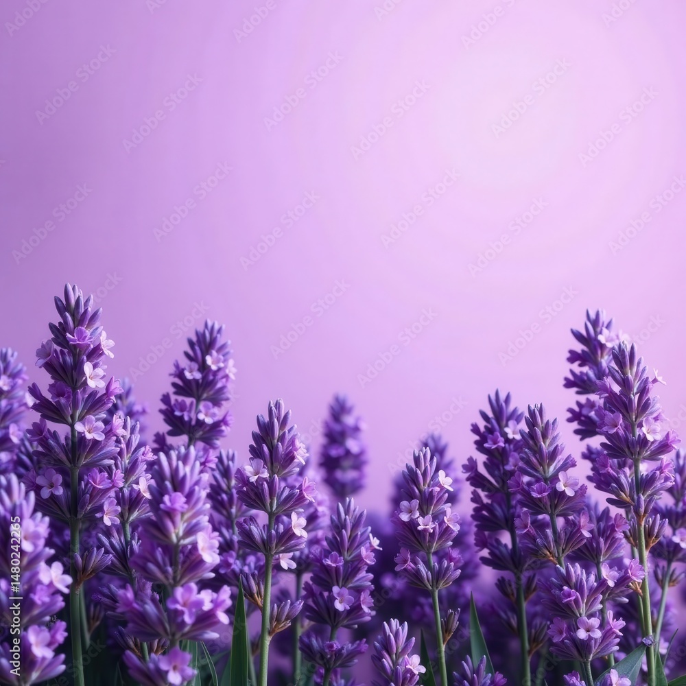 Obraz premium Abundant lavender blossoms, soft violet background, light, bloom