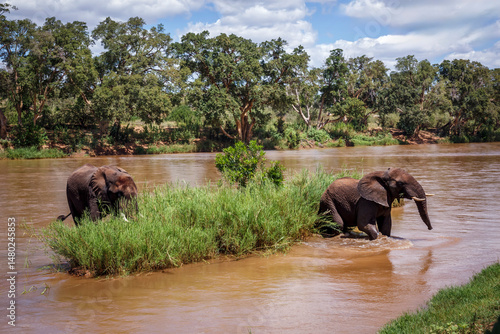 Two African bush elephants eating green grass in middle of a river in Kruger National park, South Africa ; Specie Loxodonta africana family of Elephantidae