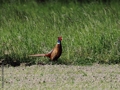 Wallpaper Mural pheasant in a field Torontodigital.ca