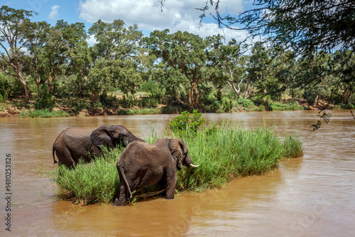 Two African bush elephants eating green grass in middle of a river in Kruger National park, South Africa ; Specie Loxodonta africana family of Elephantidae