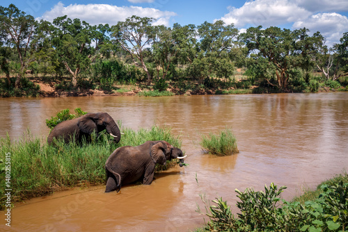 Two African bush elephants eating green grass in middle of a river in Kruger National park, South Africa ; Specie Loxodonta africana family of Elephantidae