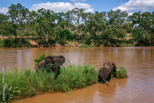 Two African bush elephants eating green grass in middle of a river in Kruger National park, South Africa ; Specie Loxodonta africana family of Elephantidae