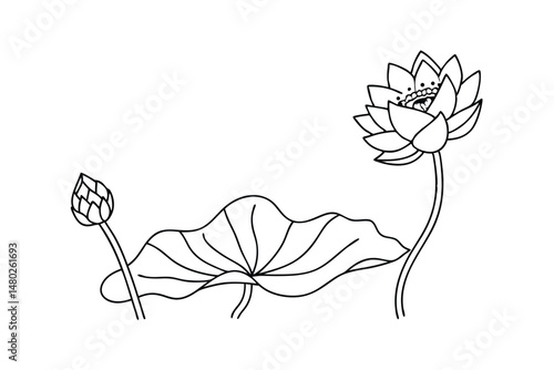 Minimalist lotus flower vector illustration depicting stages of bloom isolated on white background