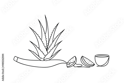 Minimalist aloe vera illustration with watermelon slices and bowl in a white background