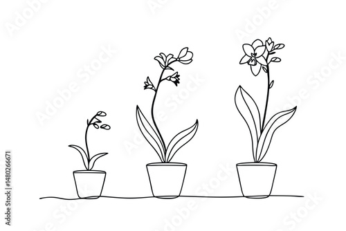 Line art illustration of orchids in pots representing the stages of growth