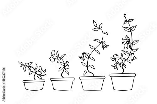 Simple hand drawn illustration depicting growth stages of a potted flowering plant