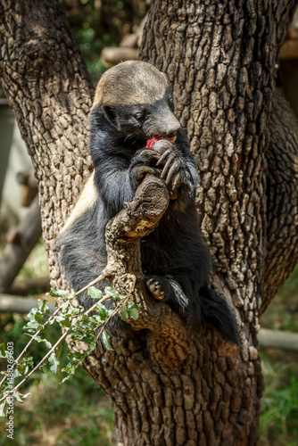 Honey badger eating fruit in a tree in Kruger National park, South Africa ; Specie Mellivora capensis family of Mustelidae