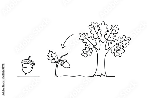 Oak tree life cycle illustrated in simple black outline from acorn to mature tree