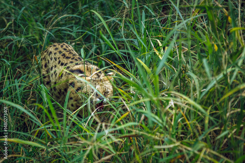 Photography Serval walking in tall grass in Kruger national park, South Africa; specie Lepta