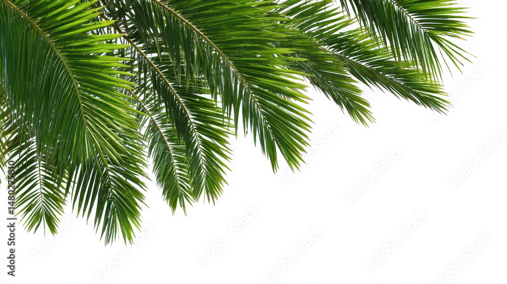 Lush green palm leaves create tropical vibe, perfect for summer aesthetics and nature themes Lush green palm leaves create tropical vibe, perfect for summer aesthetics and nature themes