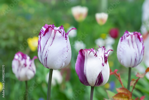 Close-up of white and purple fringed tulips blooming in spring in the garden. Selective focus