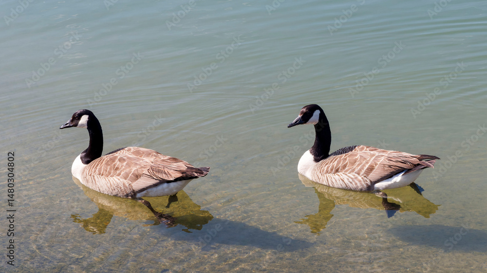 Obraz premium Canadian geese (Branta canadensis) male and female swimming together on the quiet water of the Rhine between Germany and France