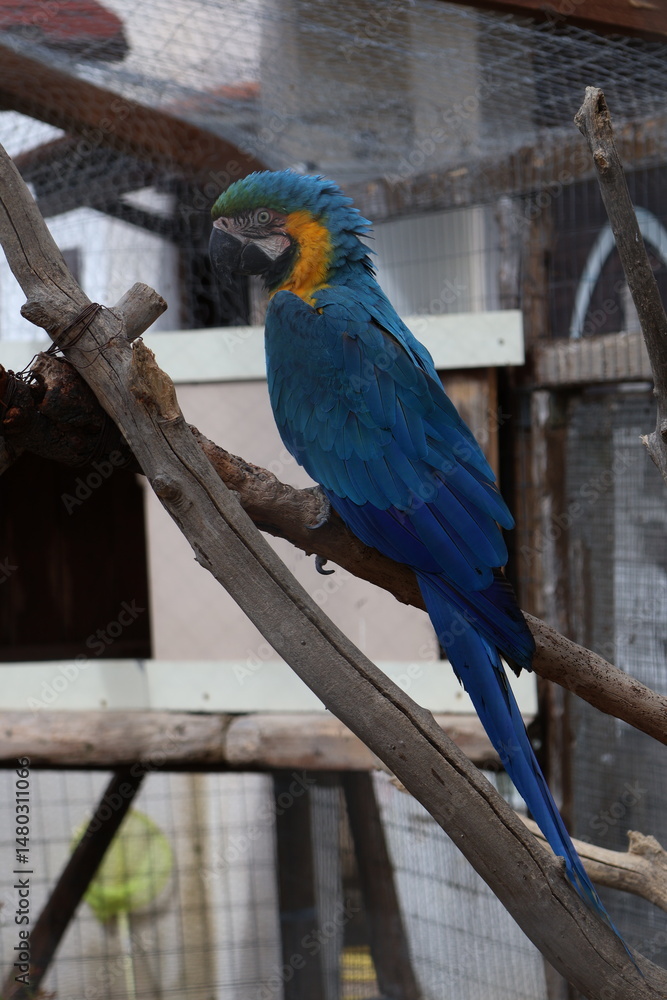 Obraz premium Colorful vertical portrait of a blue and yellow macaw perched on a wooden branch. Captured in soft daylight inside an aviary. Vivid tropical feathers and clear eye detail in focus.